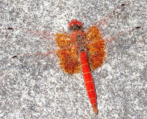 Réf. 265 712 : Trithemis kirbyi